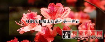 杜鹃花和映山红是不是一种花