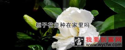 枙子花能种在家里吗