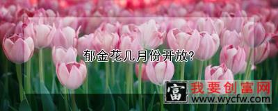 郁金花几月份开放？