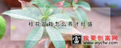 桂花盆栽怎么养才旺盛