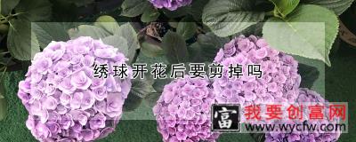 绣球开花后要剪掉吗