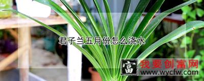 君子兰五月份怎么浇水