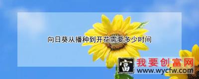 向日葵从播种到开花需要多少时间