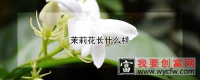 茉莉花长什么样