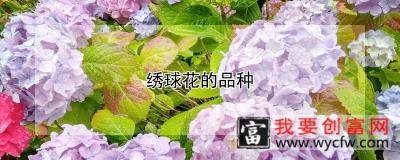 绣球花的品种