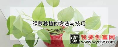 绿萝移植的方法与技巧