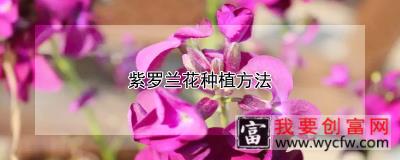 紫罗兰花<a href=https://www.wycfw.com/e/tags/?tagid=232 target=_blank class=infotextkey>种植方法</a>