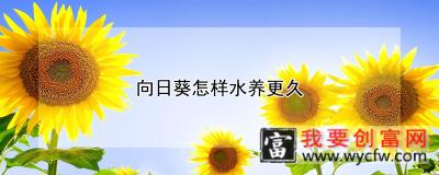 向日葵怎样水养更久