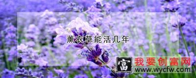 薰衣草能活几年