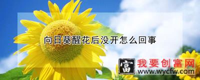 向日葵醒花后没开怎么回事