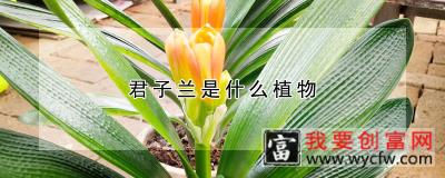 君子兰是什么植物