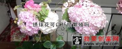 绣球花可以扦插繁殖吗