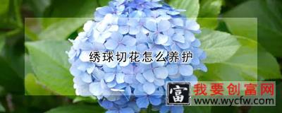 绣球切花怎么养护