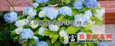 无尽夏新娘绣球的特点