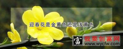 迎春花是金黄色还是浅黄色