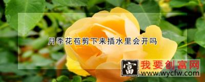 月季花苞剪下来插水里会开吗