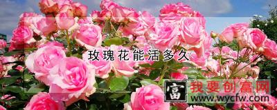 玫瑰花能活多久