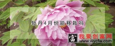 牡丹4月份能移栽吗