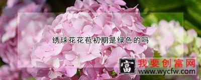 绣球花花苞初期是绿色的吗