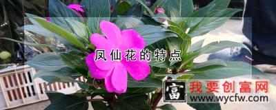 凤仙花的特点