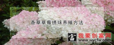 香草草莓绣球<a href=https://www.wycfw.com/e/tags/?tagid=63 target=_blank class=infotextkey><a href=https://www.wycfw.com/yangzhi/ target=_blank class=infotextkey>养殖</a></a>方法