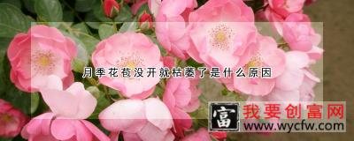 月季花苞没开就枯萎了是什么原因