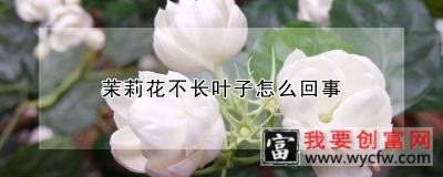 茉莉花不长叶子怎么回事