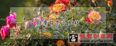 月季花怎么剪枝