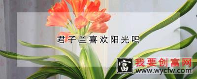 君子兰喜欢阳光吗