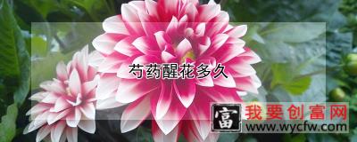 芍药醒花多久