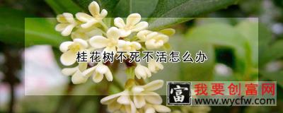 桂花树不死不活怎么办