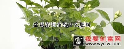 盆栽茉莉花施什么肥料