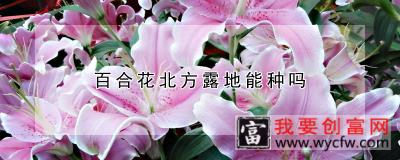 百合花北方露地能种吗