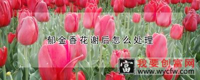 郁金香花谢后怎么处理