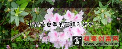 杜鹃花夏季的管理和养护