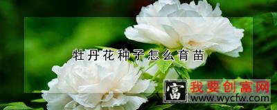 牡丹花种子怎么育苗