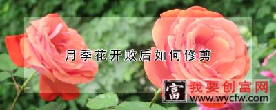 月季花开败后如何修剪