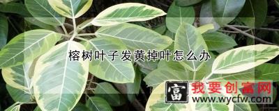 榕树叶子发黄掉叶怎么办