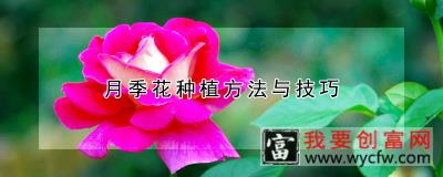 月季花<a href=https://www.wycfw.com/e/tags/?tagid=232 target=_blank class=infotextkey><a href=https://www.wycfw.com/zhongzhi/ target=_blank class=infotextkey>种植</a>方法</a>与技巧