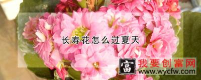 长寿花怎么过夏天