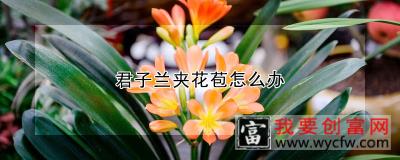 君子兰夹花苞怎么办