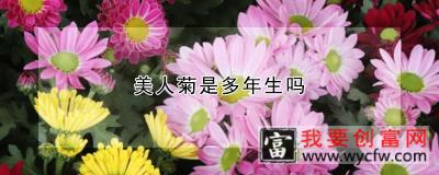 美人菊是多年生吗