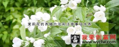 茉莉花的养殖方法和注意事项水养