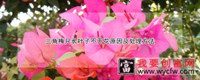 三角梅只长叶子不开花原因及处理方法