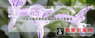 特丽莎薰衣草的养殖方法和注意事项