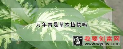 万年青是草本植物吗