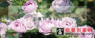 蓝暴月季特点