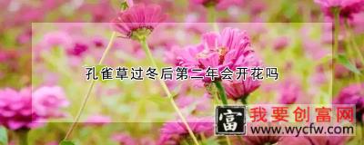 孔雀草过冬后第二年会开花吗