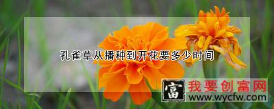 孔雀草从播种到开花要多少时间