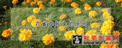 孔雀草死亡的原因